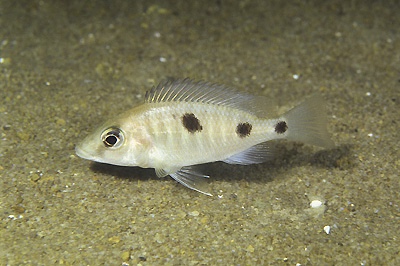 Otopharynx sp. 'heterodon longnose' Hongi Island